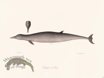 Cuvier 429 Dale's Dolphin